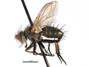  ( - CCDB-23505-B11)  @14 [ ] CreativeCommons - Attribution (2015) CBG Photography Group Centre for Biodiversity Genomics