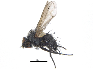  ( - CCDB-23506-B09)  @11 [ ] CreativeCommons - Attribution (2015) CBG Photography Group Centre for Biodiversity Genomics