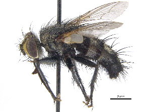  ( - CCDB-23506-C08)  @14 [ ] CreativeCommons - Attribution (2015) CBG Photography Group Centre for Biodiversity Genomics