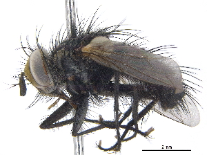  ( - CCDB-23506-C10)  @15 [ ] CreativeCommons - Attribution (2015) CBG Photography Group Centre for Biodiversity Genomics