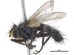  ( - CCDB-23506-C11)  @14 [ ] CreativeCommons - Attribution (2015) CBG Photography Group Centre for Biodiversity Genomics