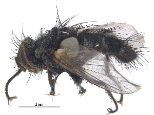  ( - CCDB-23506-C12)  @14 [ ] CreativeCommons - Attribution (2015) CBG Photography Group Centre for Biodiversity Genomics