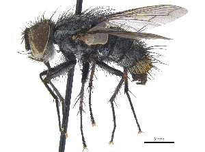  ( - CCDB-23506-D05)  @11 [ ] CreativeCommons - Attribution (2015) CBG Photography Group Centre for Biodiversity Genomics
