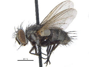  ( - CCDB-23506-E02)  @15 [ ] CreativeCommons - Attribution (2015) CBG Photography Group Centre for Biodiversity Genomics