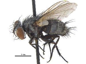  (Houghia coccidella - CCDB-23506-E03)  @15 [ ] CreativeCommons - Attribution (2015) CBG Photography Group Centre for Biodiversity Genomics