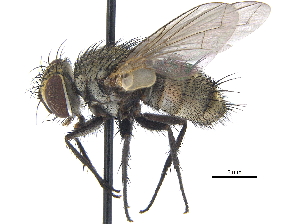  (Houghia sternalis - CCDB-23506-E07)  @15 [ ] CreativeCommons - Attribution (2015) CBG Photography Group Centre for Biodiversity Genomics