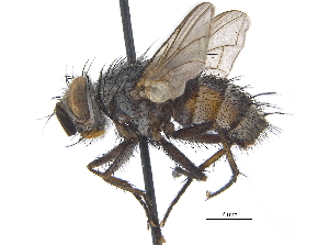  ( - CCDB-23506-F06)  @15 [ ] CreativeCommons - Attribution (2015) CBG Photography Group Centre for Biodiversity Genomics