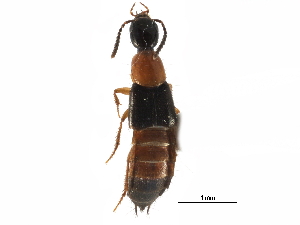  ( - CCDB-23507-D12)  @11 [ ] CreativeCommons - Attribution (2015) CBG Photography Group Centre for Biodiversity Genomics