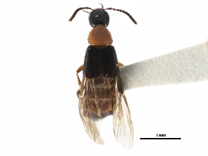  ( - CCDB-23507-E01)  @11 [ ] CreativeCommons - Attribution (2015) CBG Photography Group Centre for Biodiversity Genomics