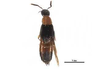 ( - CCDB-23507-E02)  @11 [ ] CreativeCommons - Attribution (2015) CBG Photography Group Centre for Biodiversity Genomics