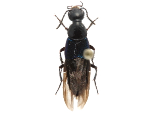  ( - CCDB-23507-F05)  @14 [ ] CreativeCommons - Attribution (2015) CBG Photography Group Centre for Biodiversity Genomics