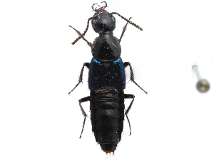  ( - CCDB-23507-F07)  @14 [ ] CreativeCommons - Attribution (2015) CBG Photography Group Centre for Biodiversity Genomics