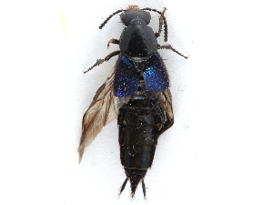  ( - CCDB-23507-F08)  @13 [ ] CreativeCommons - Attribution (2015) CBG Photography Group Centre for Biodiversity Genomics