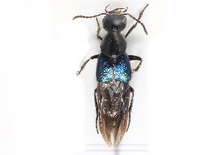 ( - CCDB-23507-F10)  @14 [ ] CreativeCommons - Attribution (2015) CBG Photography Group Centre for Biodiversity Genomics