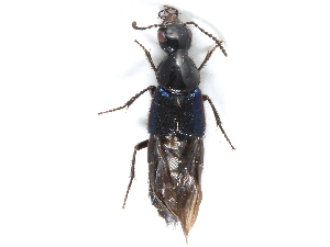  ( - CCDB-23507-F12)  @14 [ ] CreativeCommons - Attribution (2015) CBG Photography Group Centre for Biodiversity Genomics