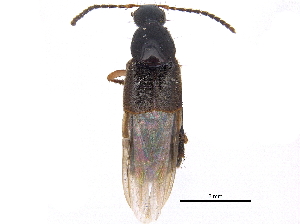  ( - CCDB-23508-A02)  @11 [ ] CreativeCommons - Attribution (2015) CBG Photography Group Centre for Biodiversity Genomics