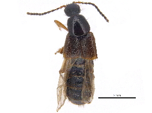  ( - CCDB-23508-A04)  @11 [ ] CreativeCommons - Attribution (2015) CBG Photography Group Centre for Biodiversity Genomics