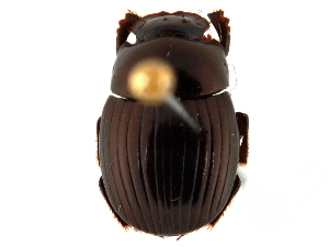  ( - CCDB-23512-D06)  @11 [ ] CreativeCommons - Attribution (2015) CBG Photography Group Centre for Biodiversity Genomics