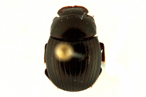  ( - CCDB-23512-D07)  @11 [ ] CreativeCommons - Attribution (2015) CBG Photography Group Centre for Biodiversity Genomics