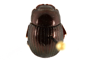  ( - CCDB-23512-D08)  @11 [ ] CreativeCommons - Attribution (2015) CBG Photography Group Centre for Biodiversity Genomics