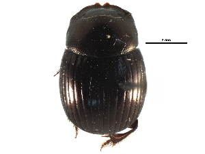  ( - CCDB-23512-E02)  @11 [ ] CreativeCommons - Attribution (2015) CBG Photography Group Centre for Biodiversity Genomics