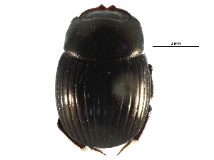  ( - CCDB-23512-E03)  @11 [ ] CreativeCommons - Attribution (2015) CBG Photography Group Centre for Biodiversity Genomics