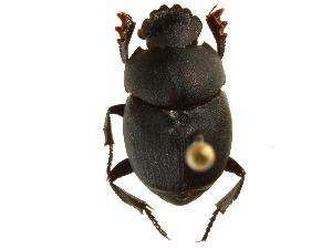  (Canthon puncticollis - CCDB-23512-G05)  @15 [ ] CreativeCommons - Attribution (2015) CBG Photography Group Centre for Biodiversity Genomics