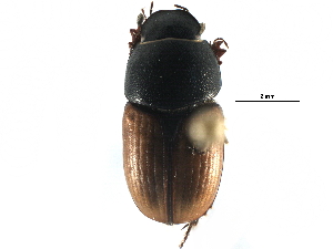  ( - CCDB-23512-G12)  @11 [ ] CreativeCommons - Attribution (2015) CBG Photography Group Centre for Biodiversity Genomics