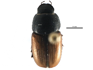  ( - CCDB-23512-H01)  @11 [ ] CreativeCommons - Attribution (2015) CBG Photography Group Centre for Biodiversity Genomics