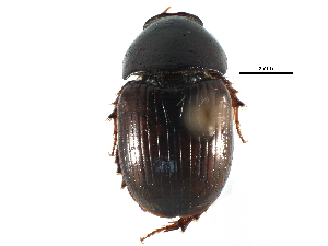  ( - CCDB-23512-H05)  @11 [ ] CreativeCommons - Attribution (2015) CBG Photography Group Centre for Biodiversity Genomics