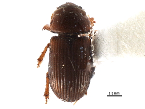  (Pleurophorus longulus - CCDB-23513-D03)  @11 [ ] CreativeCommons - Attribution (2015) CBG Photography Group Centre for Biodiversity Genomics