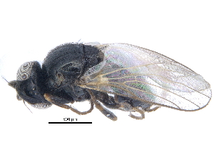  ( - CCDB-23514-A09)  @11 [ ] CreativeCommons - Attribution (2015) CBG Photography Group Centre for Biodiversity Genomics