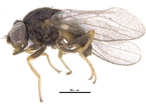  (Malloewia aequa - CCDB-23514-A12)  @15 [ ] CreativeCommons - Attribution (2015) CBG Photography Group Centre for Biodiversity Genomics