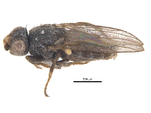  ( - CCDB-23514-E10)  @13 [ ] CreativeCommons - Attribution (2015) CBG Photography Group Centre for Biodiversity Genomics