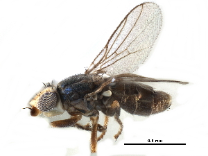  ( - CCDB-23515-A01)  @11 [ ] CreativeCommons - Attribution (2015) CBG Photography Group Centre for Biodiversity Genomics