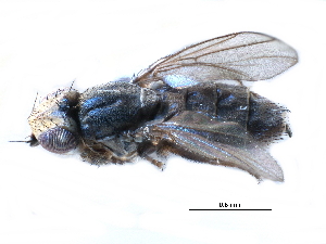  ( - CCDB-23515-A02)  @11 [ ] CreativeCommons - Attribution (2015) CBG Photography Group Centre for Biodiversity Genomics