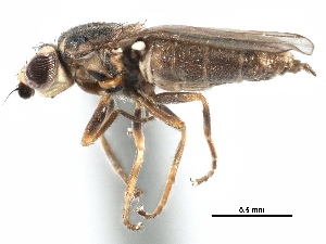  ( - CCDB-23515-A03)  @11 [ ] CreativeCommons - Attribution (2015) CBG Photography Group Centre for Biodiversity Genomics