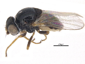  ( - CCDB-23515-C08)  @14 [ ] CreativeCommons - Attribution (2015) CBG Photography Group Centre for Biodiversity Genomics