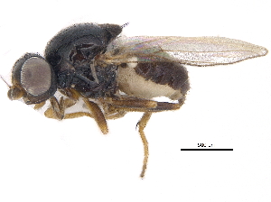  ( - CCDB-23515-C09)  @13 [ ] CreativeCommons - Attribution (2015) CBG Photography Group Centre for Biodiversity Genomics