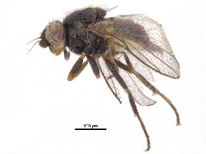 (Apallates particeps - CCDB-23515-D01)  @15 [ ] CreativeCommons - Attribution (2015) CBG Photography Group Centre for Biodiversity Genomics