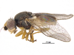  ( - CCDB-23515-E06)  @11 [ ] CreativeCommons - Attribution (2015) CBG Photography Group Centre for Biodiversity Genomics