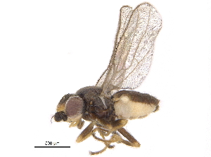  ( - CCDB-23515-E07)  @14 [ ] CreativeCommons - Attribution (2015) CBG Photography Group Centre for Biodiversity Genomics