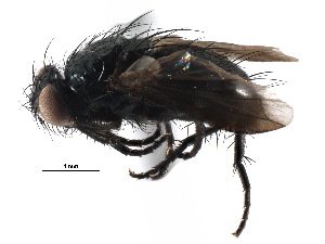  ( - CCDB-23516-F02)  @11 [ ] CreativeCommons - Attribution (2015) CBG Photography Group Centre for Biodiversity Genomics