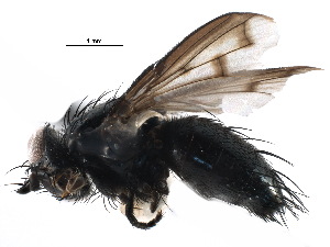  (Periscepsia laevigata - CCDB-23516-F05)  @15 [ ] CreativeCommons - Attribution (2015) CBG Photography Group Centre for Biodiversity Genomics