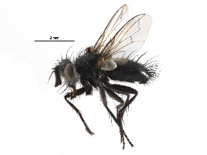  (Periscepsia rohweri - CCDB-23516-F09)  @11 [ ] CreativeCommons - Attribution (2015) CBG Photography Group Centre for Biodiversity Genomics