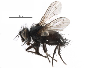  ( - CCDB-23516-F11)  @11 [ ] CreativeCommons - Attribution (2015) CBG Photography Group Centre for Biodiversity Genomics