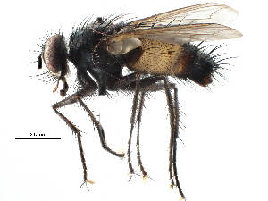  ( - CCDB-23517-E03)  @14 [ ] CreativeCommons - Attribution (2015) CBG Photography Group Centre for Biodiversity Genomics