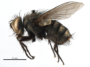  ( - CCDB-23517-F10)  @11 [ ] CreativeCommons - Attribution (2015) CBG Photography Group Centre for Biodiversity Genomics