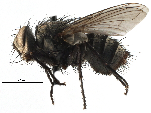  ( - CCDB-23517-F12)  @11 [ ] CreativeCommons - Attribution (2015) CBG Photography Group Centre for Biodiversity Genomics