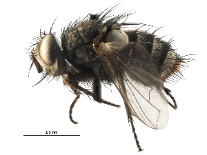  ( - CCDB-23517-G01)  @11 [ ] CreativeCommons - Attribution (2015) CBG Photography Group Centre for Biodiversity Genomics